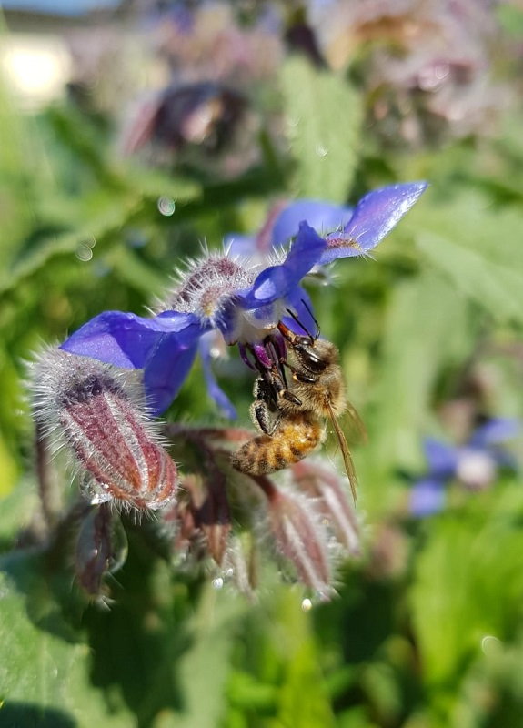 ape durante impollinazione di un fiore di borragine