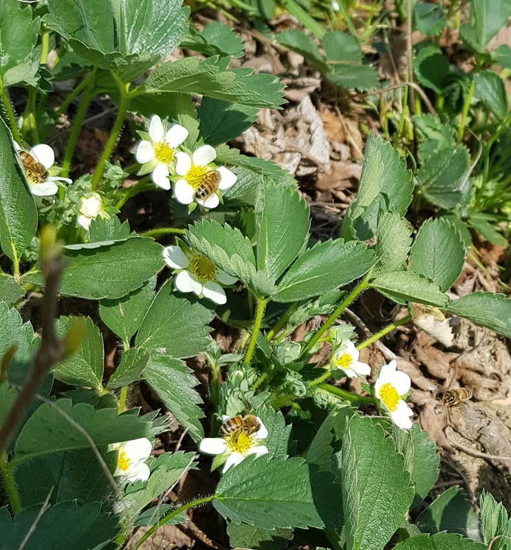 api durante impollinazione dei fiori delle fragole