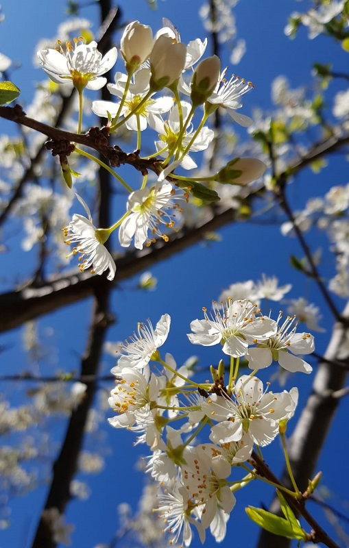 fiori di prugno bianchi