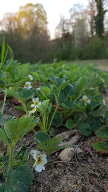 piante di fragole in fiore